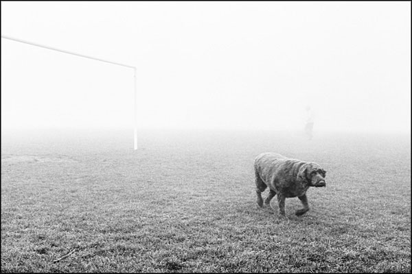 A-019. Post, Man, Lost Dog in the Fog - by Greig Clifford