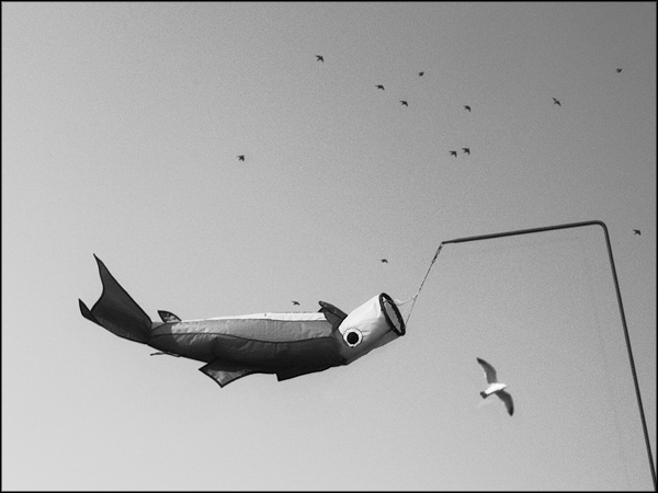 A-073. Flying Fish - by Greig Clifford
