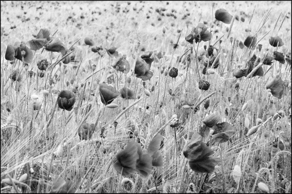 B-013. Poppy Field (3) - by Greig Clifford
