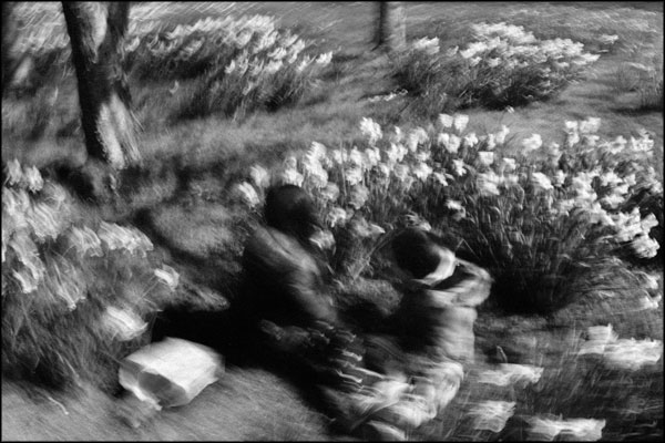 B-041. Among Daffodils - by Greig Clifford