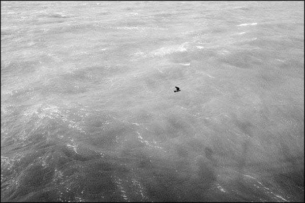 B-062. Pigeon Over Water - by Greig Clifford B-062. Pigeon Over Water - by Greig Clifford