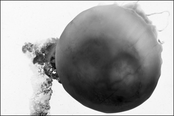 B-076. Jelly Inverted - by Greig Clifford B-076. Jelly Inverted - by Greig Clifford