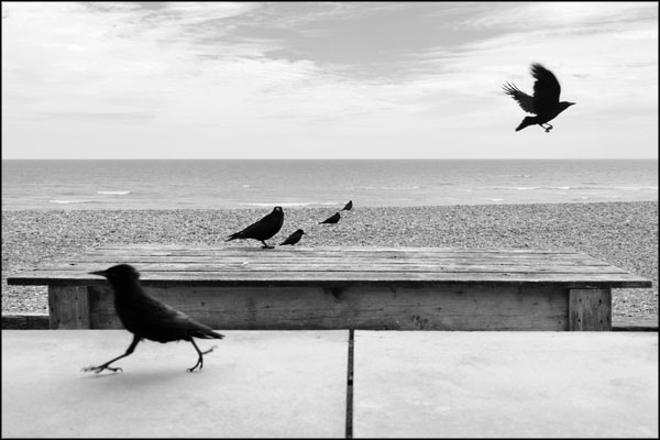 C-013. Crows at Perch - by Greig Clifford