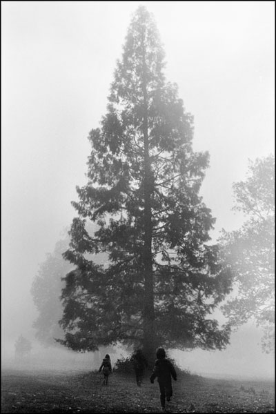 A-023. Foggy Morning Walk to the Tall Tree - by Greig Clifford