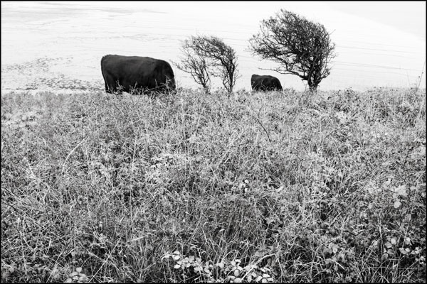 A-066. Cows and Thorns - by Greig Clifford