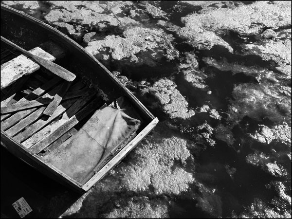 A-090. Row Boat in Algae - by Greig Clifford