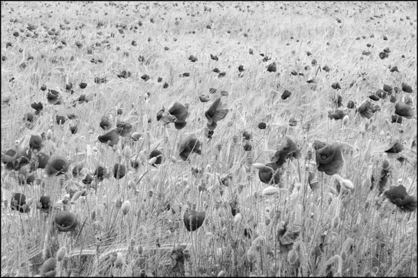 B-011. Poppy Field (1) - by Greig Clifford
