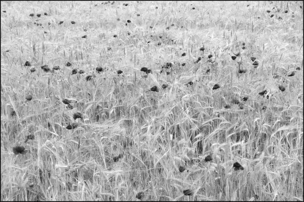 B-012. Poppy Field (2) - by Greig Clifford
