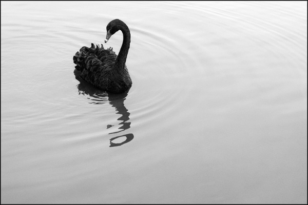 B-016. Black Swan - by Greig Clifford
