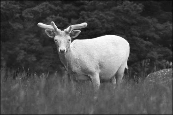 B-044. White Fallow Buck in Velvet - by Greig Clifford