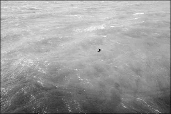B-062. Pigeon Over Water - by Greig Clifford