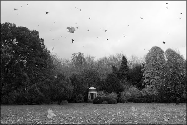 B-090. Falling Leaves at Hatchlands - by Greig Clifford