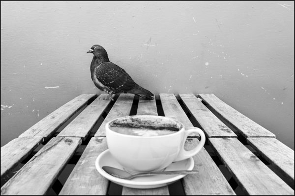 B-091. Cappuccino Pigeon - by Greig Clifford