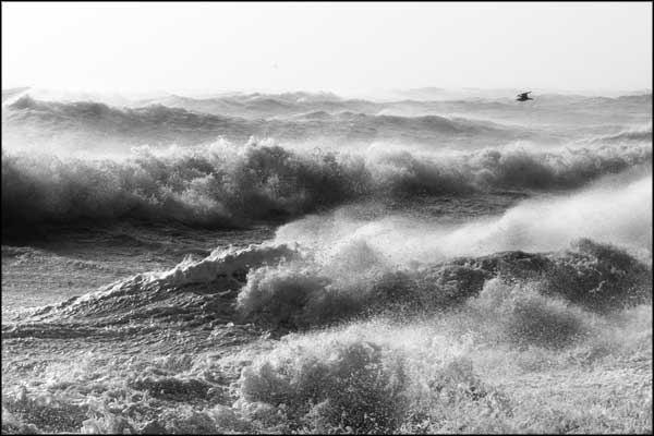 B-097. Seagull over stormy waters - by Greig Clifford B-097. Seagull over stormy waters - by Greig Clifford