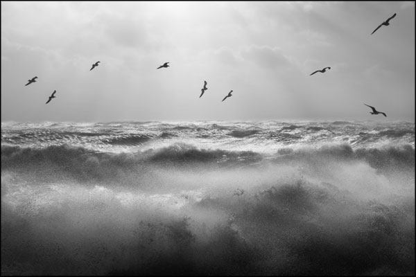 B-098. Seagulls over stormy waters - by Greig Clifford