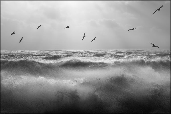 B-098. Seagulls over stormy waters - by Greig Clifford B-098. Seagulls over stormy waters - by Greig Clifford