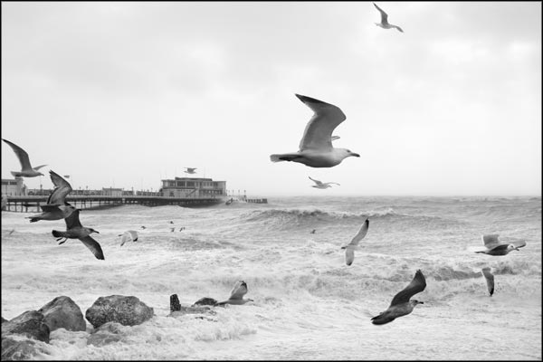 C-002. Gulls of Worthing - by Greig Clifford