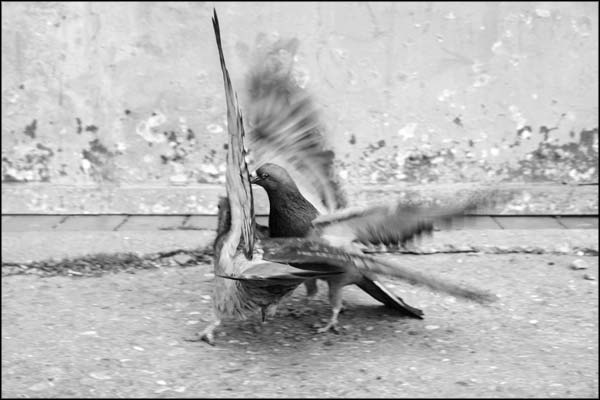 C-005. Pigeon Fight - by Greig Clifford C-005. Pigeon Fight - by Greig Clifford